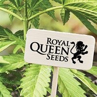 Zum Kompletten Sortiment Von Royal Queen Seeds